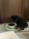 Rottweiler Puppies for sale in Boise, ID, USA. price: $500