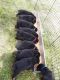 Rottweiler Puppies for sale in Chatham, VA 24531, USA. price: $850