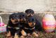 Rottweiler Puppies for sale in Los Angeles, CA, USA. price: $800