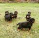 Rottweiler Puppies for sale in Trenton, NJ, USA. price: $745
