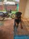 Rottweiler Puppies for sale in Belagavi, Karnataka, India. price: 16000 INR