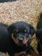 Rottweiler Puppies for sale in Capac, MI 48014, USA. price: NA
