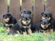 Rottweiler Puppies for sale in San Francisco, CA, USA. price: $700