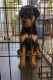Rottweiler Puppies for sale in Fresno, CA, USA. price: $800