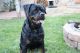 Rottweiler Puppies for sale in Santa Clarita, CA, USA. price: NA