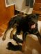 Rottweiler Puppies for sale in Redford Charter Twp, MI, USA. price: $1,200