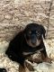 Rottweiler Puppies for sale in Portage Lakes, OH 44319, USA. price: NA