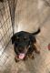 Rottweiler Puppies for sale in Staten Island, NY, USA. price: $1,500