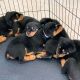 Rottweiler Puppies for sale in 1 California St, San Francisco, CA 94111, USA. price: $650