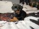 Rottweiler Puppies for sale in Blountstown, FL 32424, USA. price: $1,000