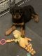 Rottweiler Puppies for sale in Naples, ME, USA. price: $1,500