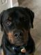 Rottweiler Puppies for sale in Palm Coast, FL, USA. price: $1,000