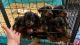Rottweiler Puppies for sale in Santa Fe, TX, USA. price: $800