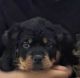 Rottweiler Puppies for sale in Naugatuck, CT 06770, USA. price: $900