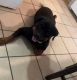 Rottweiler Puppies for sale in Dallas, TX, USA. price: $200