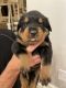 Rottweiler Puppies for sale in Broken Arrow, OK, USA. price: NA