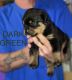 Rottweiler Puppies for sale in Springfield, TN 37172, USA. price: $1,500