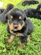 Rottweiler Puppies for sale in New Plymouth, ID 83655, USA. price: $1,200