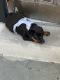 Rottweiler Puppies for sale in Manhattan, New York, NY, USA. price: $2,000