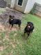 Rottweiler Puppies for sale in Atlanta, GA, USA. price: $1,500