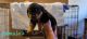 Rottweiler Puppies for sale in Sacramento, CA, USA. price: NA