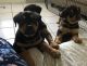 Rottweiler Puppies for sale in Tallahassee, FL, USA. price: $800