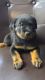 Rottweiler Puppies for sale in Florissant, MO 63031, USA. price: $750