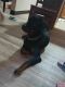 Rottweiler Puppies for sale in Kokomo, IN 46902, USA. price: $200