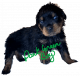 Rottweiler Puppies for sale in Lincoln, NE, USA. price: $1,200