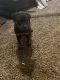 Rottweiler Puppies for sale in Louisville, KY, USA. price: $800