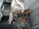 Rottweiler Puppies for sale in Detroit, MI, USA. price: $100