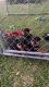 Rottweiler Puppies for sale in Alliance, NE 69301, USA. price: $1,200