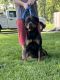 Rottweiler Puppies for sale in Anderson, IN, USA. price: $2,500