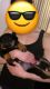 Rottweiler Puppies for sale in Manhattan, New York, NY, USA. price: $1,800