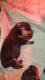 Rottweiler Puppies for sale in Timberville, VA 22853, USA. price: $900