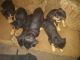 Rottweiler Puppies for sale in Columbus, OH 43228, USA. price: $600