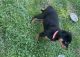 Rottweiler Puppies for sale in Naugatuck, CT 06770, USA. price: $900