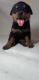 Rottweiler Puppies for sale in San Antonio, TX, USA. price: $1,800