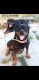 Rottweiler Puppies for sale in San Antonio, TX, USA. price: $1,000