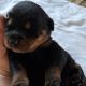 Rottweiler Puppies for sale in Greenfield, IL 62044, USA. price: $1,200