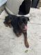 Rottweiler Puppies for sale in Kenner, LA, USA. price: $3,500
