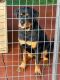 Rottweiler Puppies for sale in Columbia, SC 29223, USA. price: $1,500