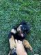 Rottweiler Puppies for sale in Citrus Heights, CA 95610, USA. price: $800