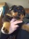 Rottweiler Puppies for sale in Billings, MT 59101, USA. price: NA