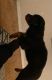 Rottweiler Puppies for sale in McDonough, GA, USA. price: $950