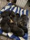 Rottweiler Puppies for sale in East St Louis, IL, USA. price: $800