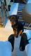 Rottweiler Puppies for sale in Loveland, OH, USA. price: $3,000
