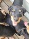 Rottweiler Puppies for sale in Portsmouth, VA, USA. price: $400