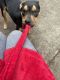 Rottweiler Puppies for sale in Oakland, CA, USA. price: $25