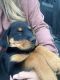 Rottweiler Puppies for sale in Onalaska, WA, USA. price: $400